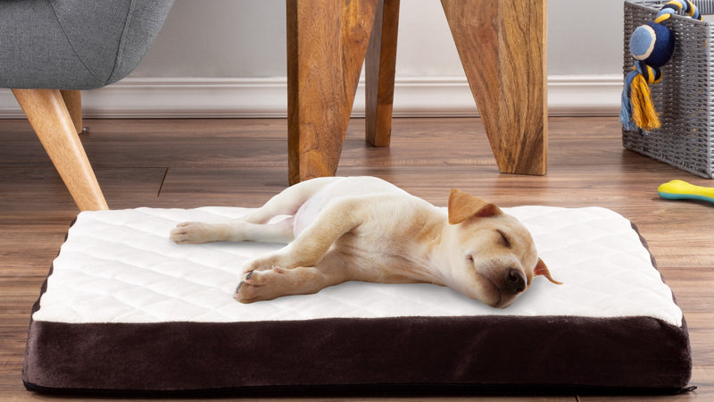 Dog Furniture Wayfair